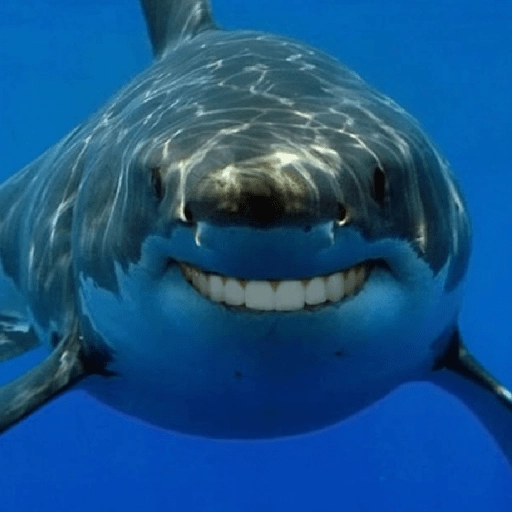 Figurinha: Tubarão Sorridente