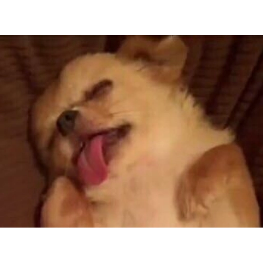 Figurinha: Cachorrinho muito feliz