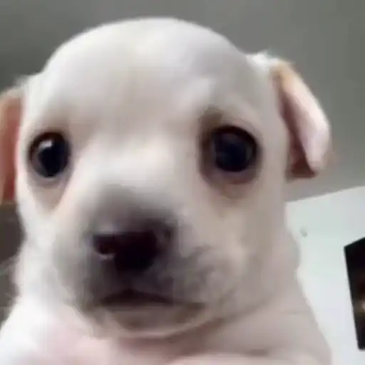 Figurinha: Cachorrinho assustado com glitch