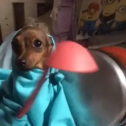 Figurinha: Cachorrinho dançante com colher