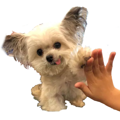 Figurinha: Cachorrinho dando high five