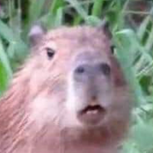 Figurinha: Capivara Confusa