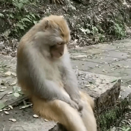 Figurinha: Macaco pensativo