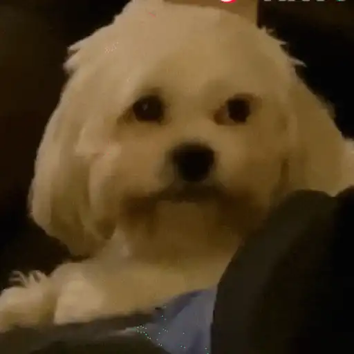 Figurinha: Cachorrinho triste