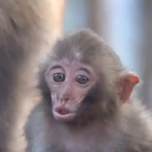 Figurinha: Macaco Surpreso