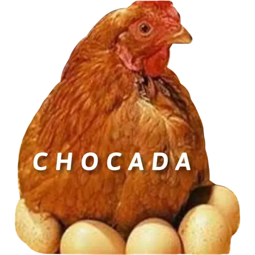 Figurinha: Galinha Chocando