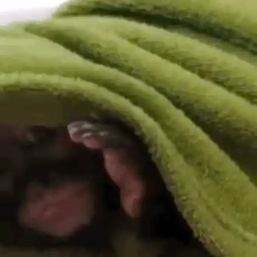 Figurinha: Macaco se cobrindo com cobertor