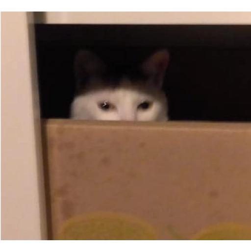 Figurinha: Gatinho espião