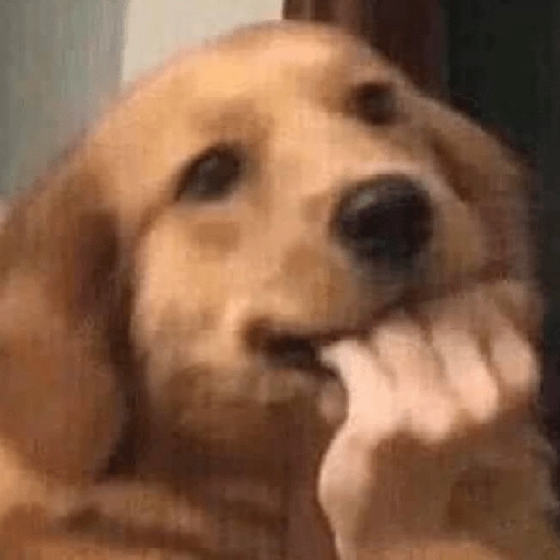 Figurinha: Cachorro Pensativo Mordendo o Dedo