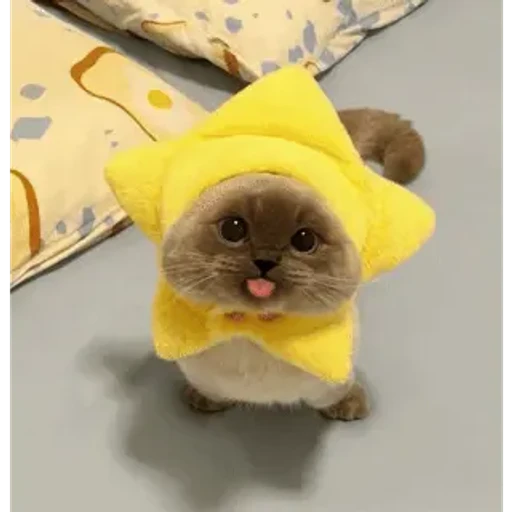Figurinha: Gatinho Estrela