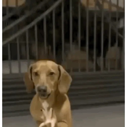 Sticker: Questioning dog