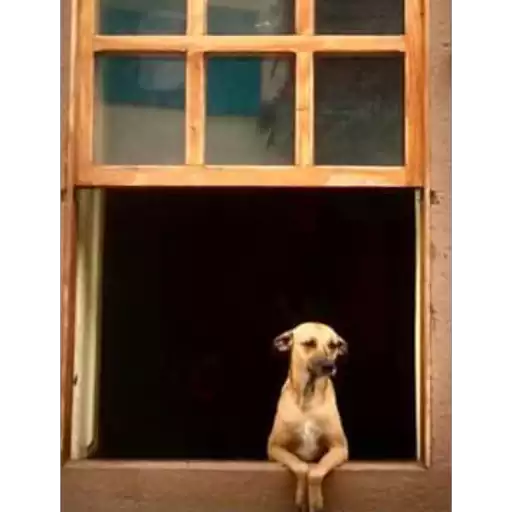 Figurinha: Cachorro na Janela