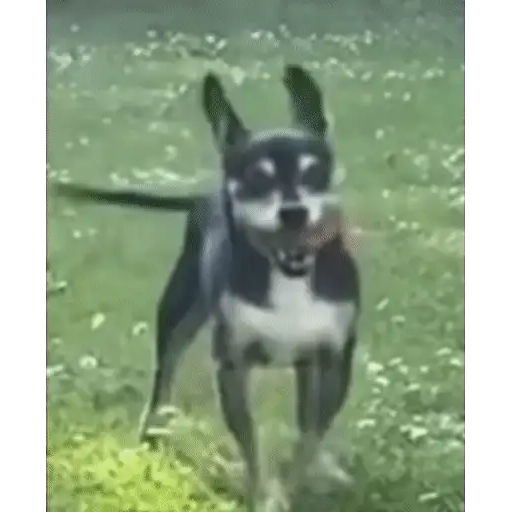 Figurinha: Cachorro correndo feliz