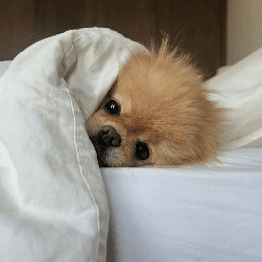 Figurinha: Cachorrinho na cama