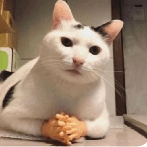 Figurinha: Gatinho com mãos de gente