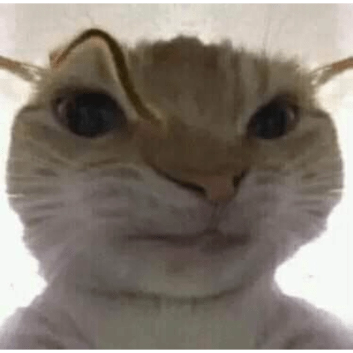 Figurinha: Gato com cara de quem aprontou