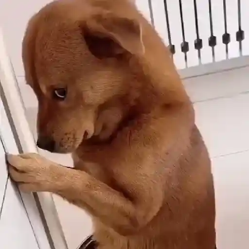 Figurinha: Cachorro triste implora