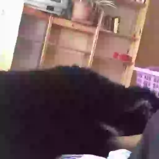 Figurinha: Cachorro Lambendo a Câmera