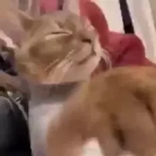 Figurinha: Gato fechando os olhos
