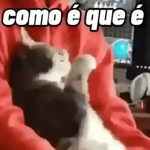 Figurinha: Gato confuso com a pergunta 'como é que