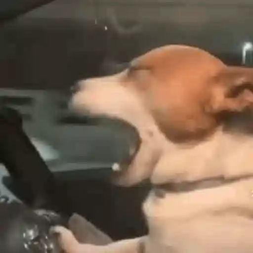 Figurinha: Cachorro dirigindo e bocejando