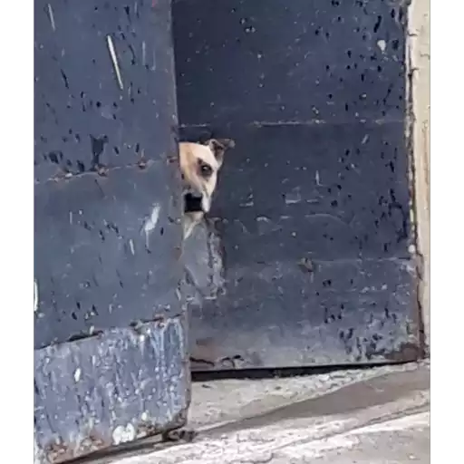 Figurinha: Cachorro Curioso