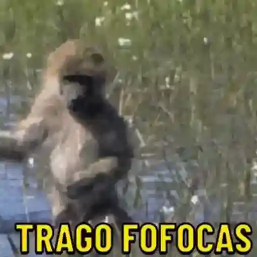 Figurinha: Macaco conta fofocas