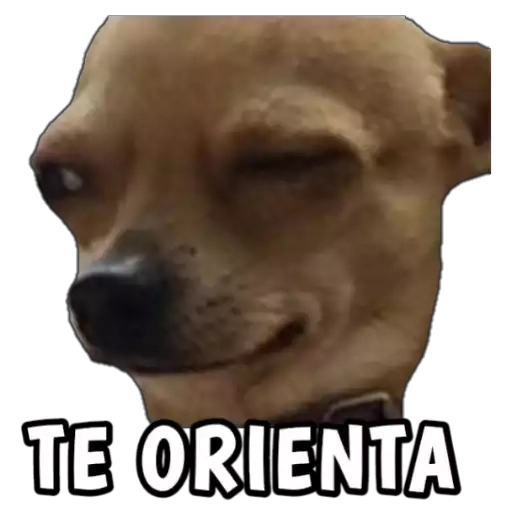 Figurinha: Cachorro Te Orienta