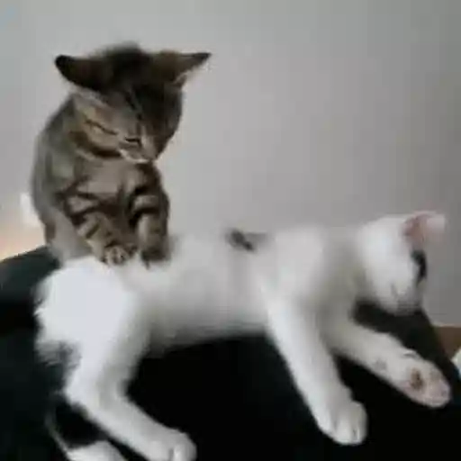 Figurinha: Gatinhos Brincando