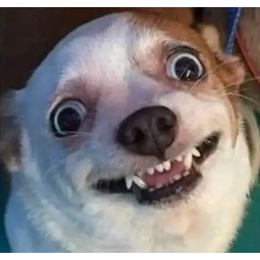 Figurinha: Cachorro engraçado