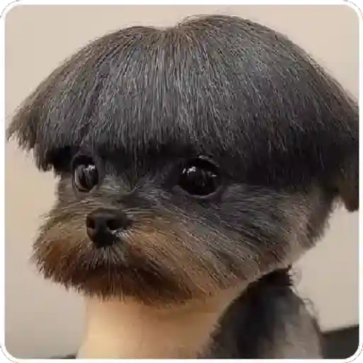 Figurinha: Cachorro com corte engraçado