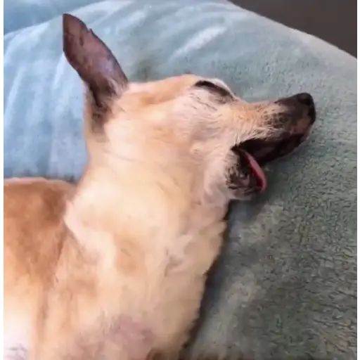 Figurinha: Cachorro bocejando