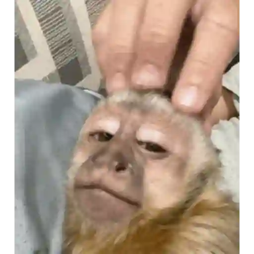 Figurinha: Macaco Soneolento Pede Carinho