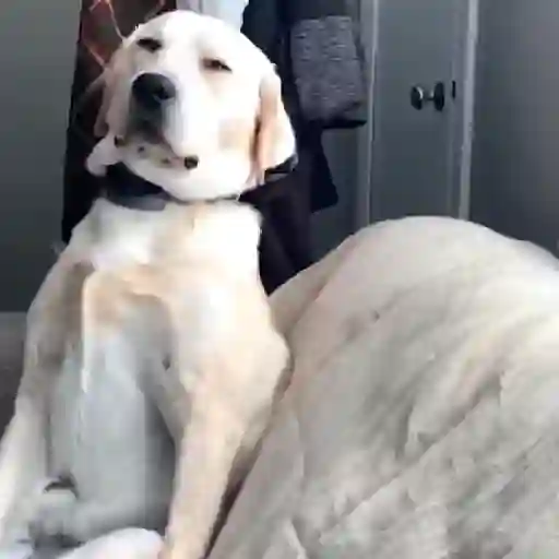 Figurinha: Cachorro com sono se aconchegando