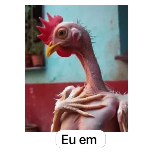 Figurinha: Galinha esquelética