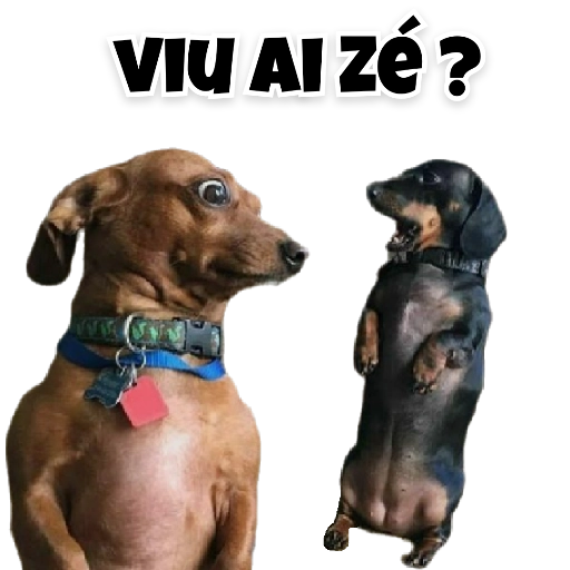 Figurinha: Cachorro perguntando "Viu aí, zé?"