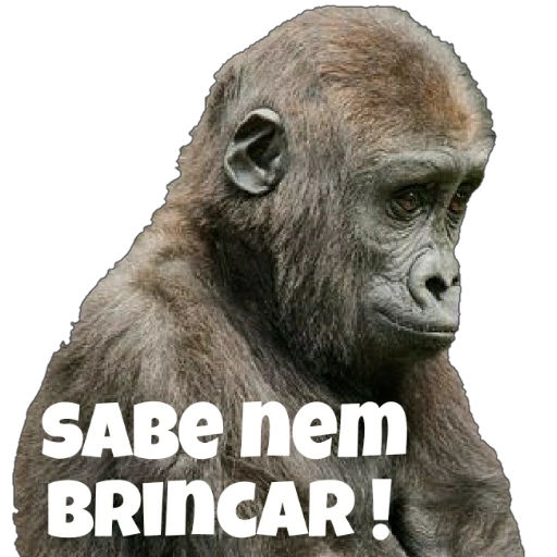 Figurinha: Gorila "Sabe Nem Brincar"