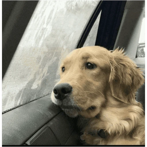 Figurinha: Cachorro triste no carro