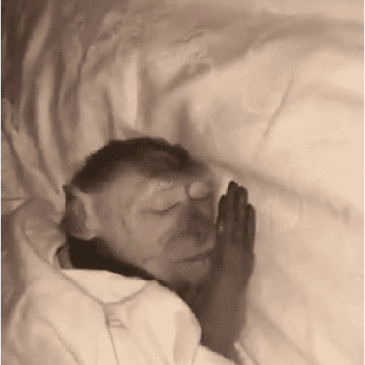 Figurinha: Macaco dormindo