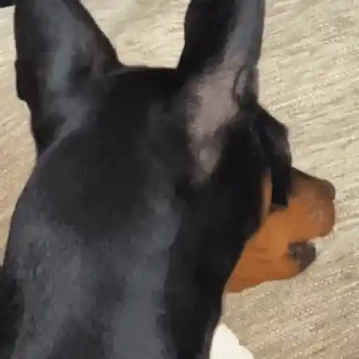 Figurinha: Cachorro triste