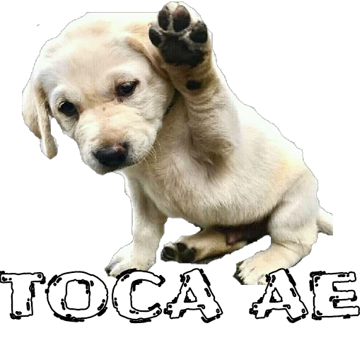 Figurinha: Cachorrinho diz Toca Ae