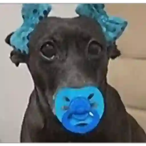 Figurinha: Cachorrinho com chupeta e laços