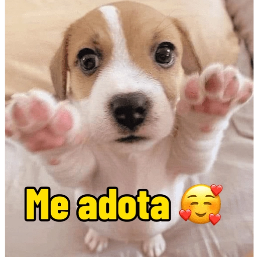 Figurinha: Me adota, filhote fofo!