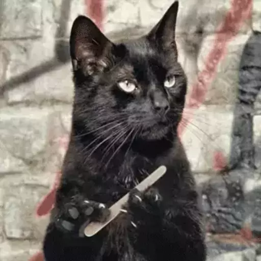 Figurinha: Gato preto lixando unha