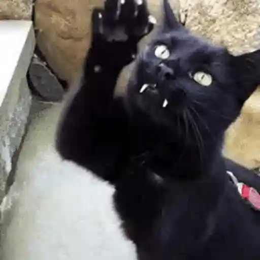 Figurinha: Gato preto com presas arranhando