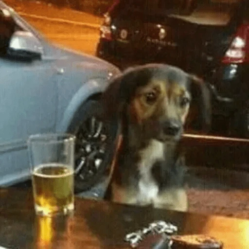 Figurinha: Cachorro pensativo com cerveja