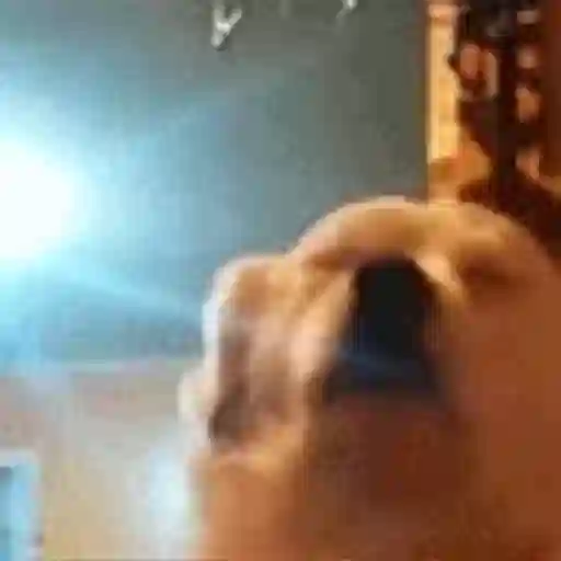 Figurinha: Cachorro faz sinal de paz