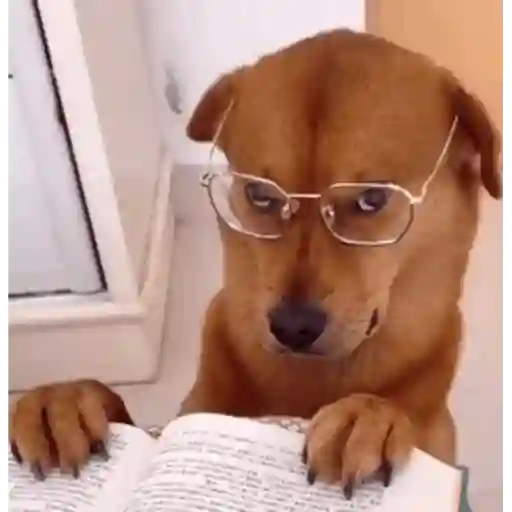 Figurinha: Cachorro estudioso