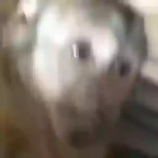 Figurinha: Cachorro assustado