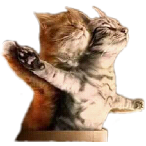 Figurinha: Gato do Titanic